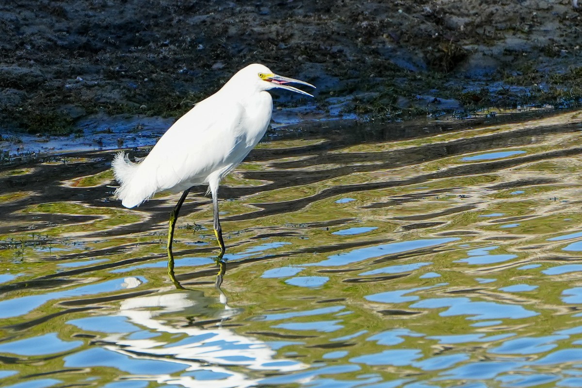 Snowy Egret - ML647390105