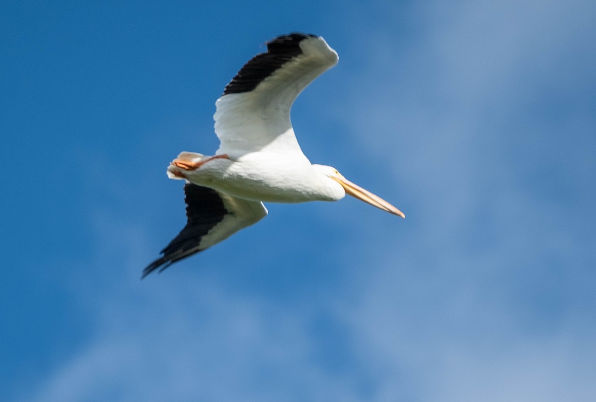 American White Pelican - ML647390109