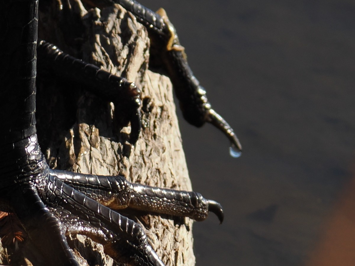 Great Blue Heron - ML647390110