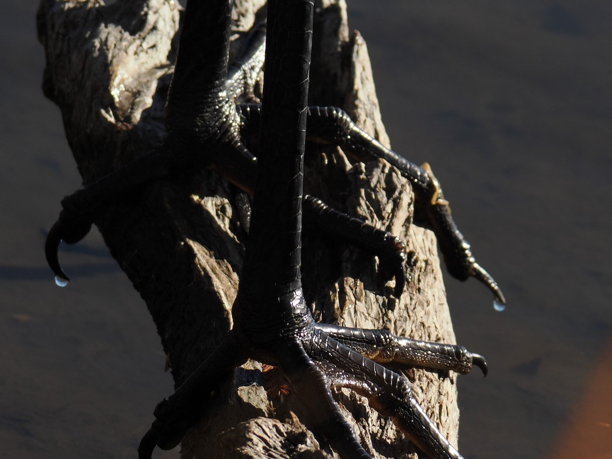 Great Blue Heron - ML647390111