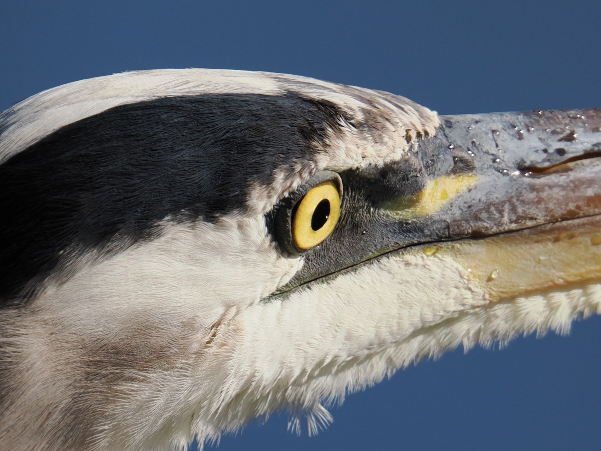 Great Blue Heron - ML647390112