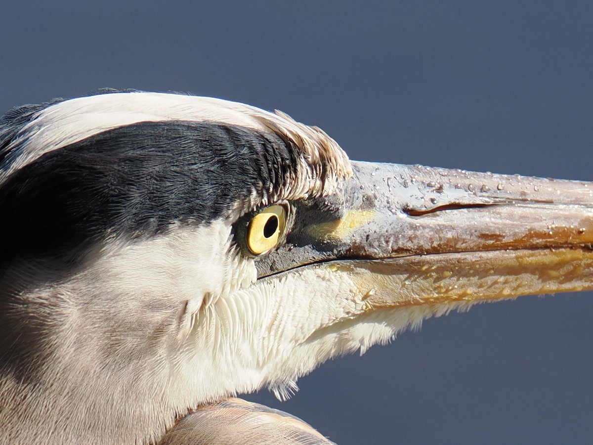 Great Blue Heron - ML647390113