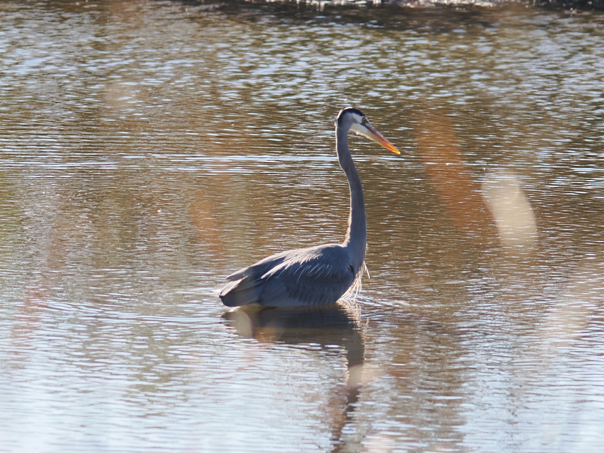 Great Blue Heron - ML647390114