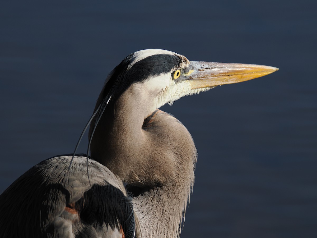 Great Blue Heron - ML647390115