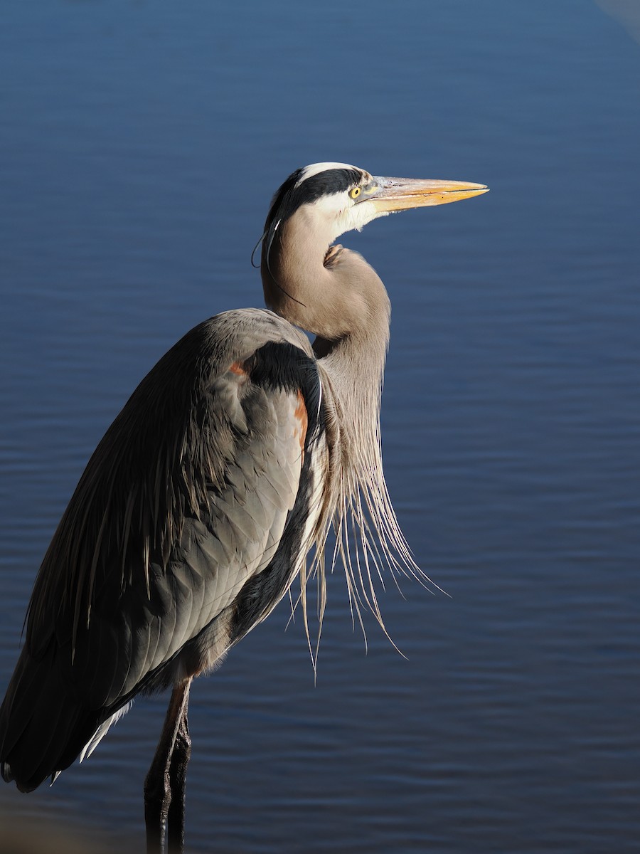 Great Blue Heron - ML647390116