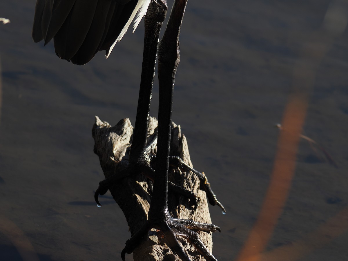 Great Blue Heron - ML647390117