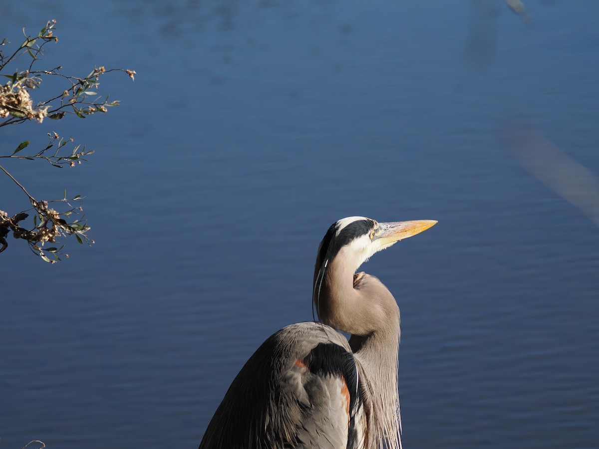 Great Blue Heron - ML647390118