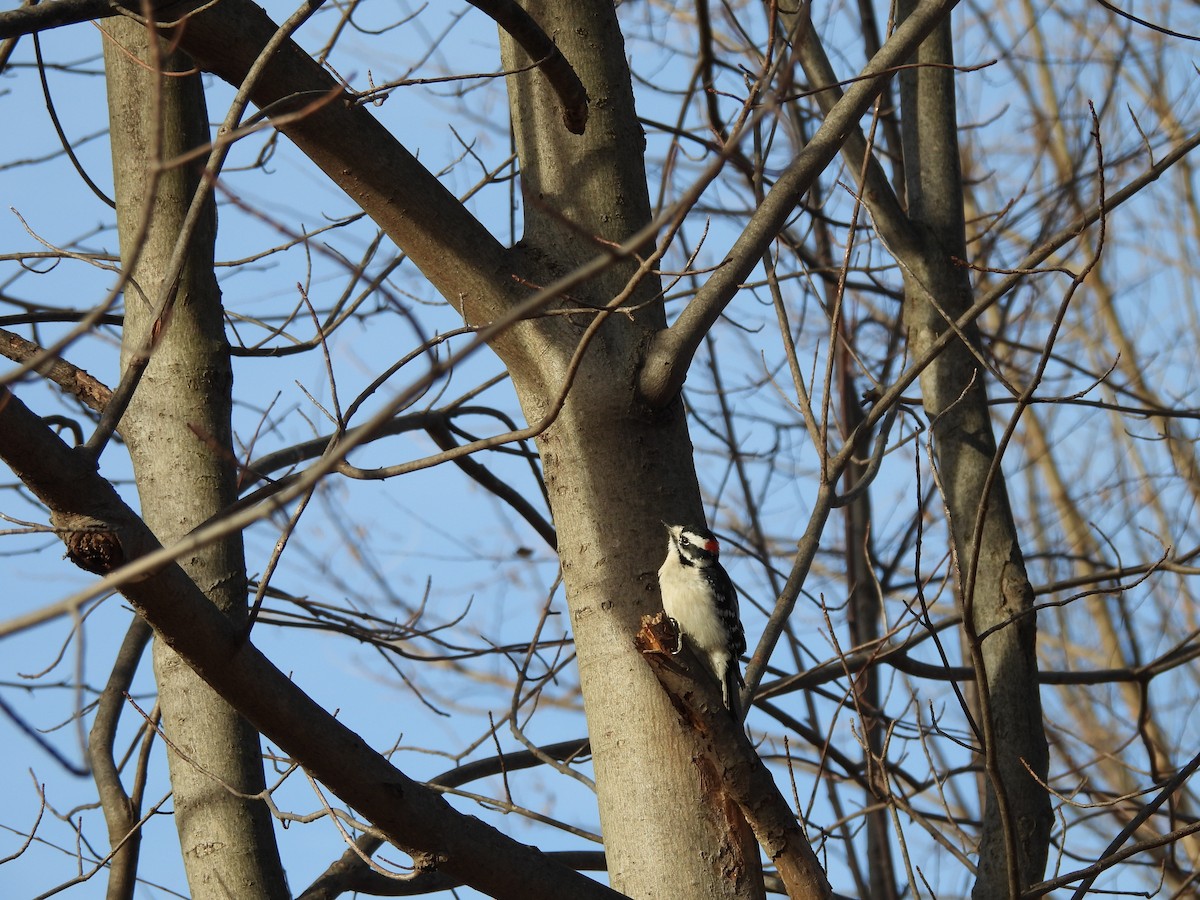 Downy Woodpecker - ML647390122