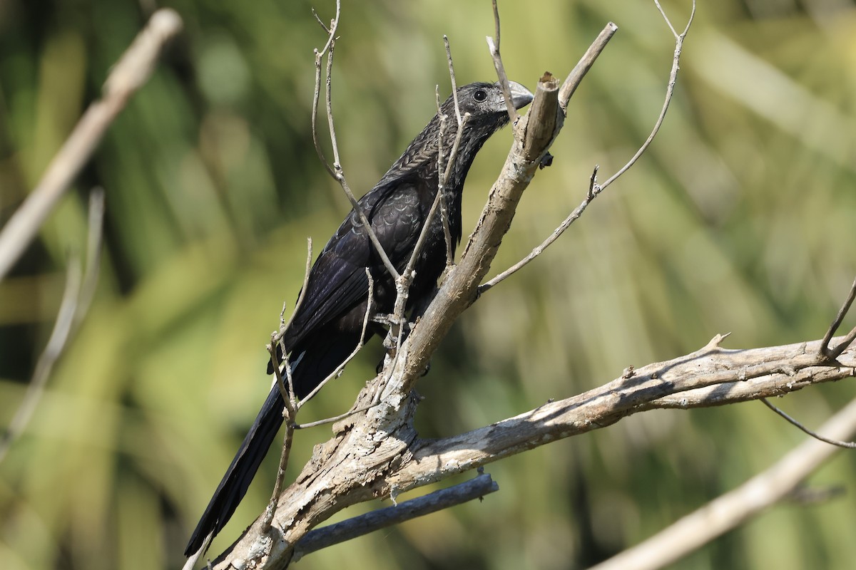 glattnebbani - ML647390123