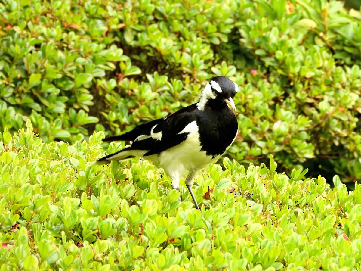 Magpie-lark - ML647390124