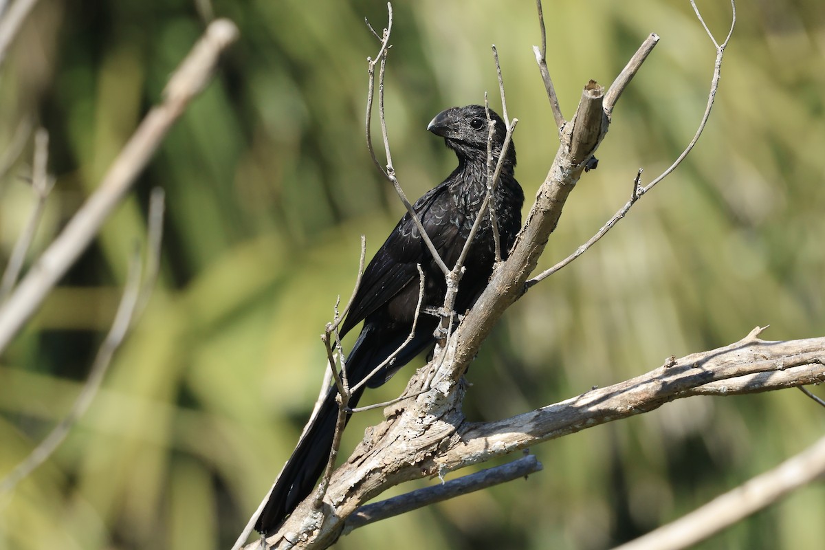 glattnebbani - ML647390125