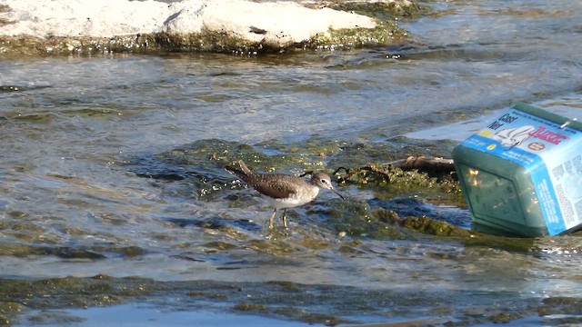 Andarríos Solitario - ML647390126