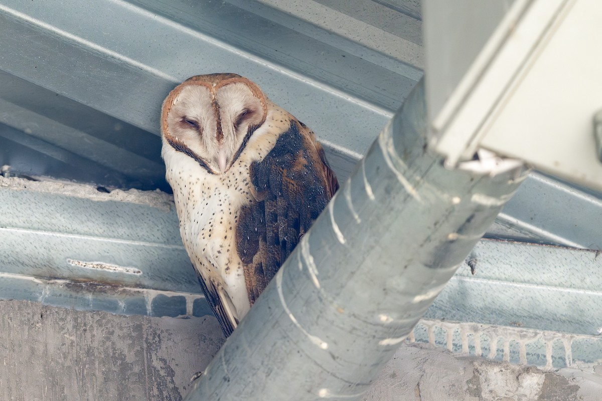 American Barn Owl - ML647390127