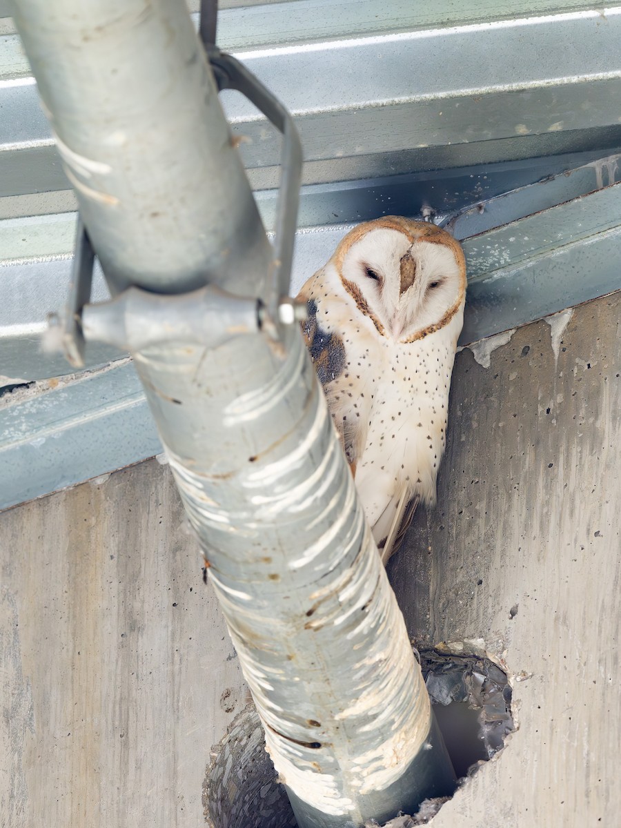 American Barn Owl - ML647390128