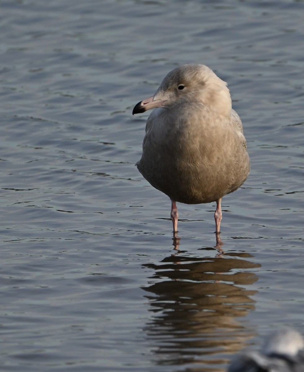 Glaucous Gull - ML647390129