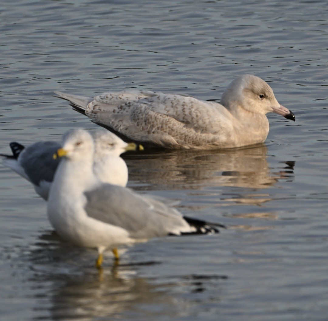 Gavión Hiperbóreo - ML647390130