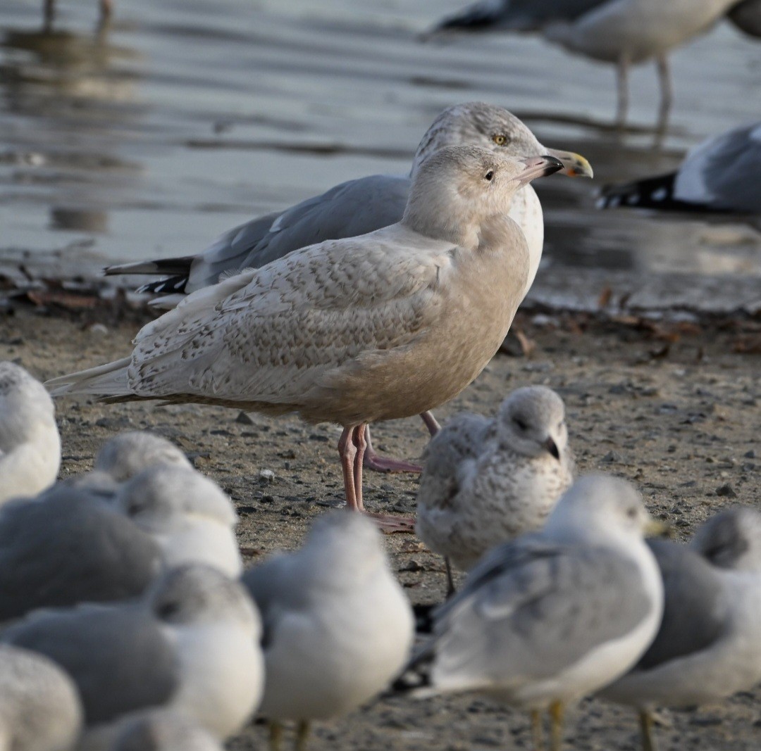 Glaucous Gull - ML647390131