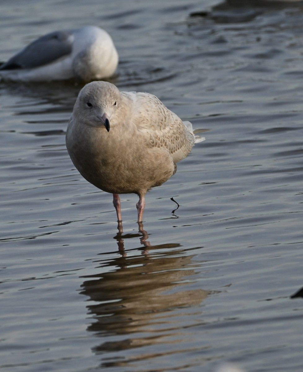 Glaucous Gull - ML647390132