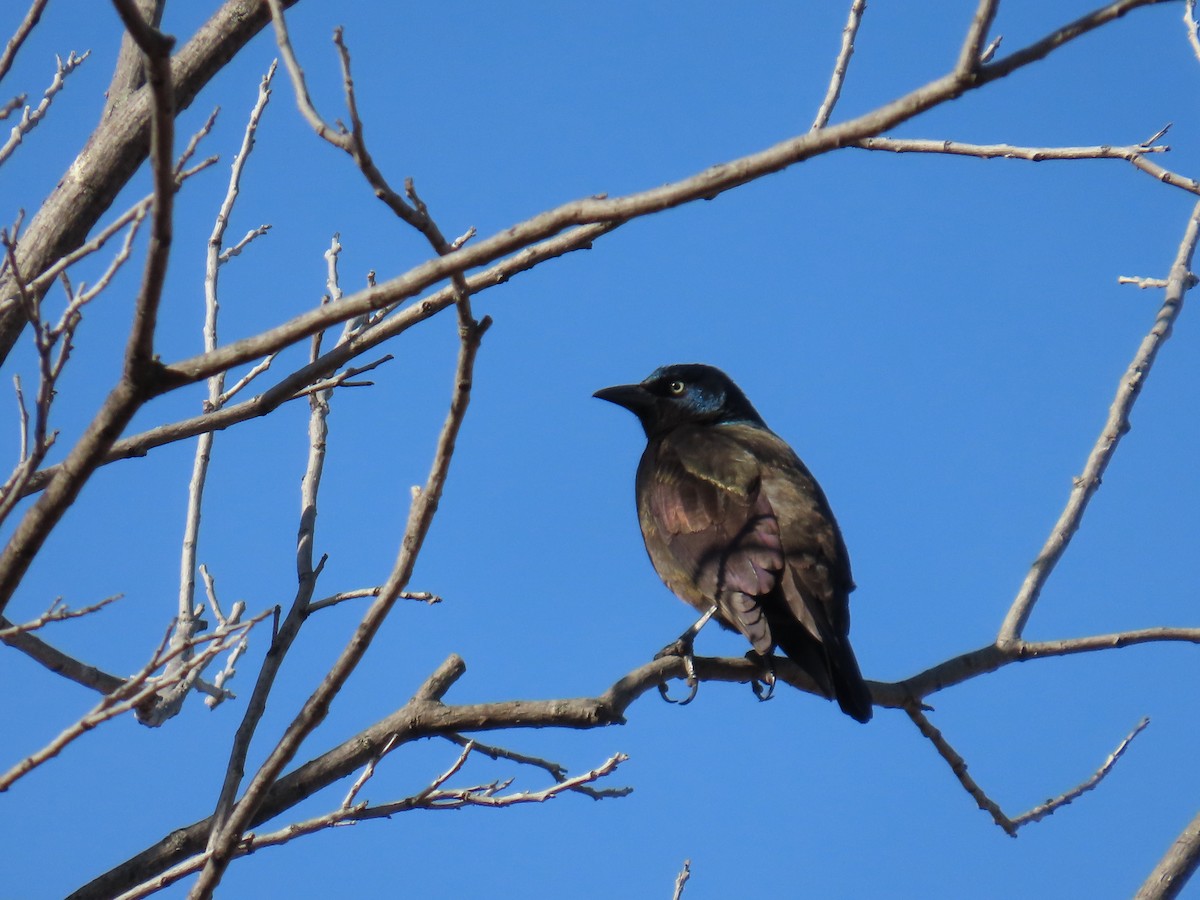 Common Grackle - ML647390138