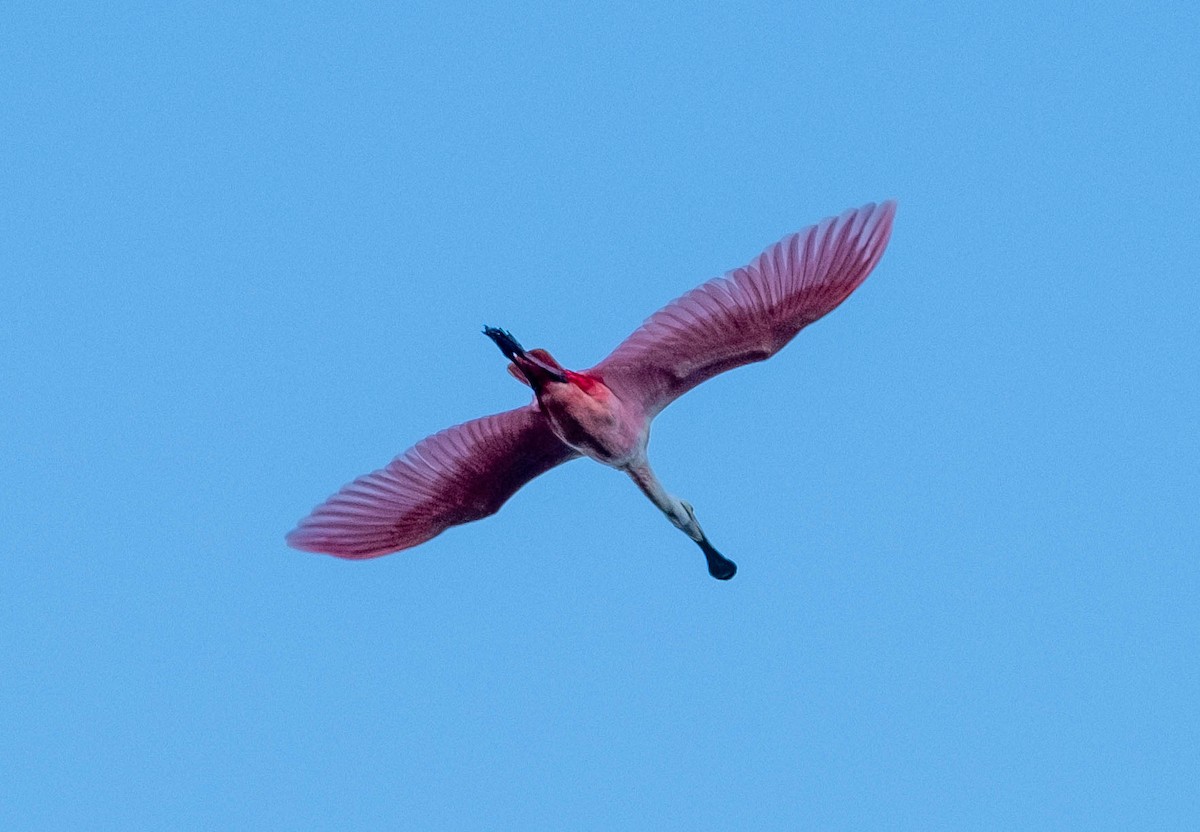 Roseate Spoonbill - ML647390139