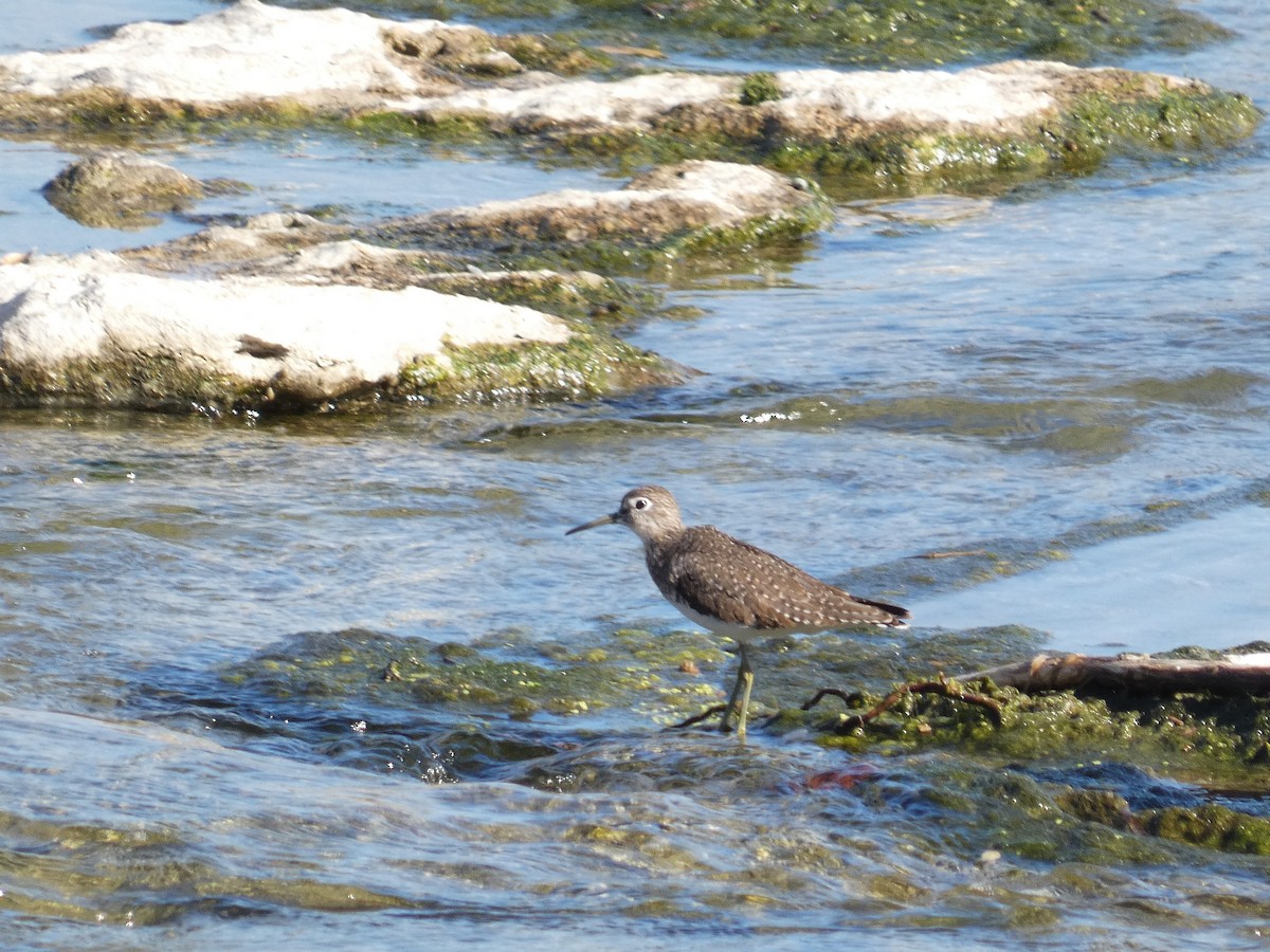 Solitary Sandpiper - ML647390141