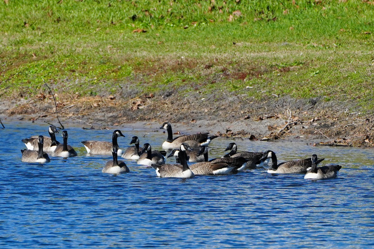 Canada Goose - ML647390144