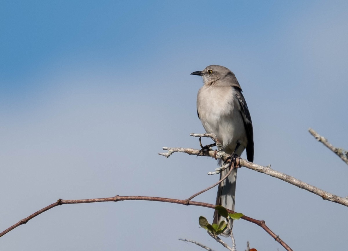 Northern Mockingbird - ML647390145