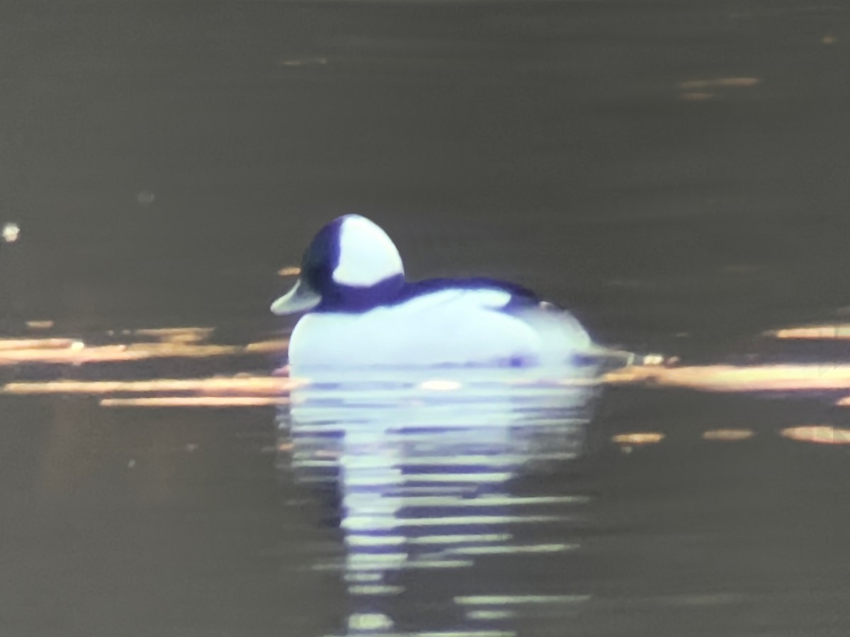 Bufflehead - ML647390148