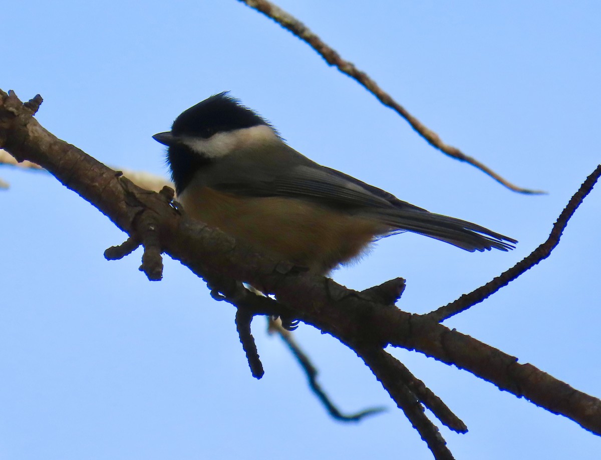 Carolina Chickadee - ML647390149