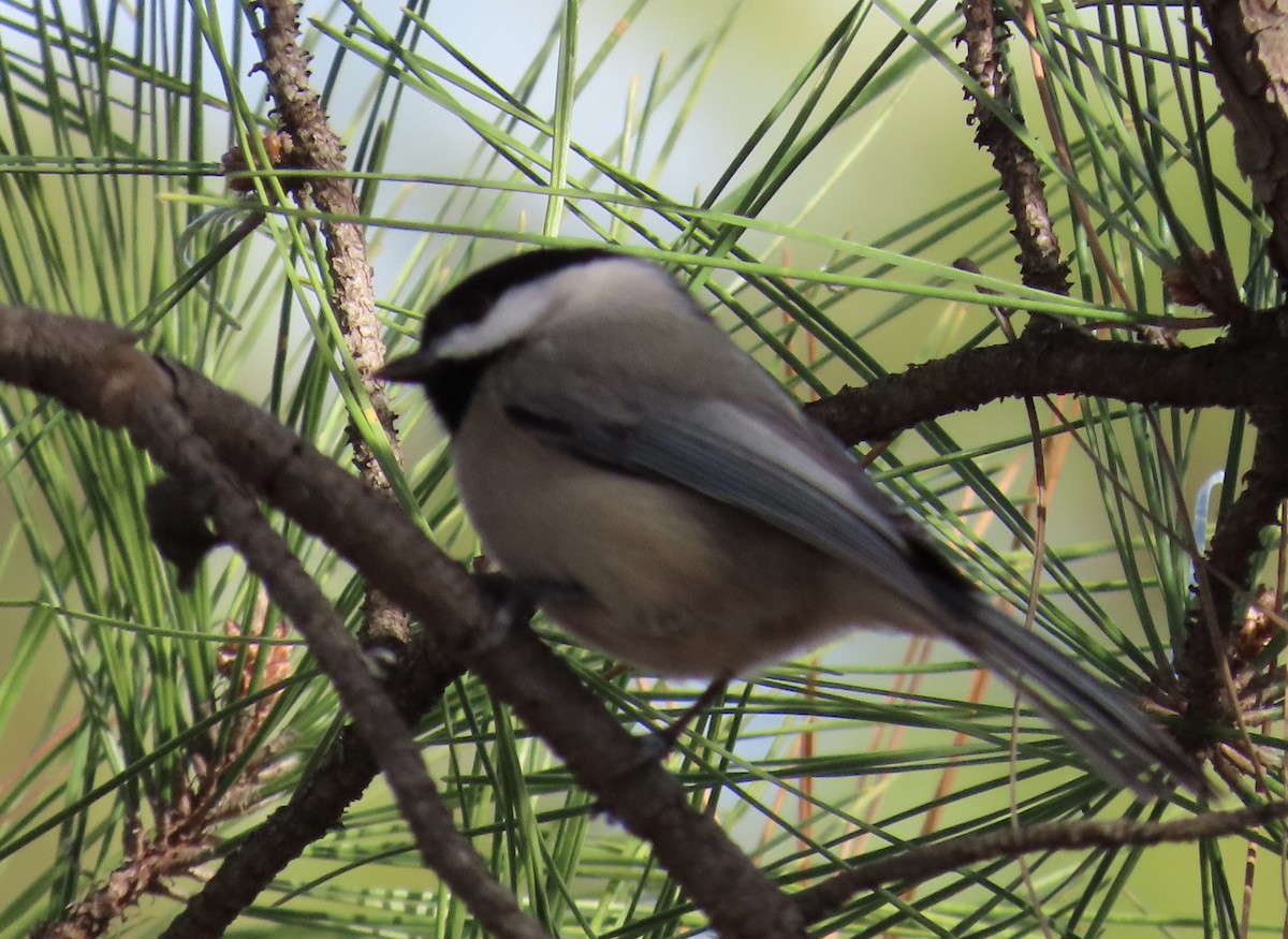 Carolina Chickadee - ML647390150