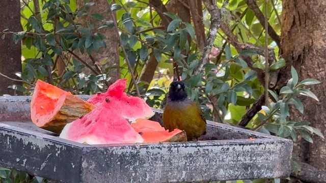 Cerquero Patigrande - ML647390156