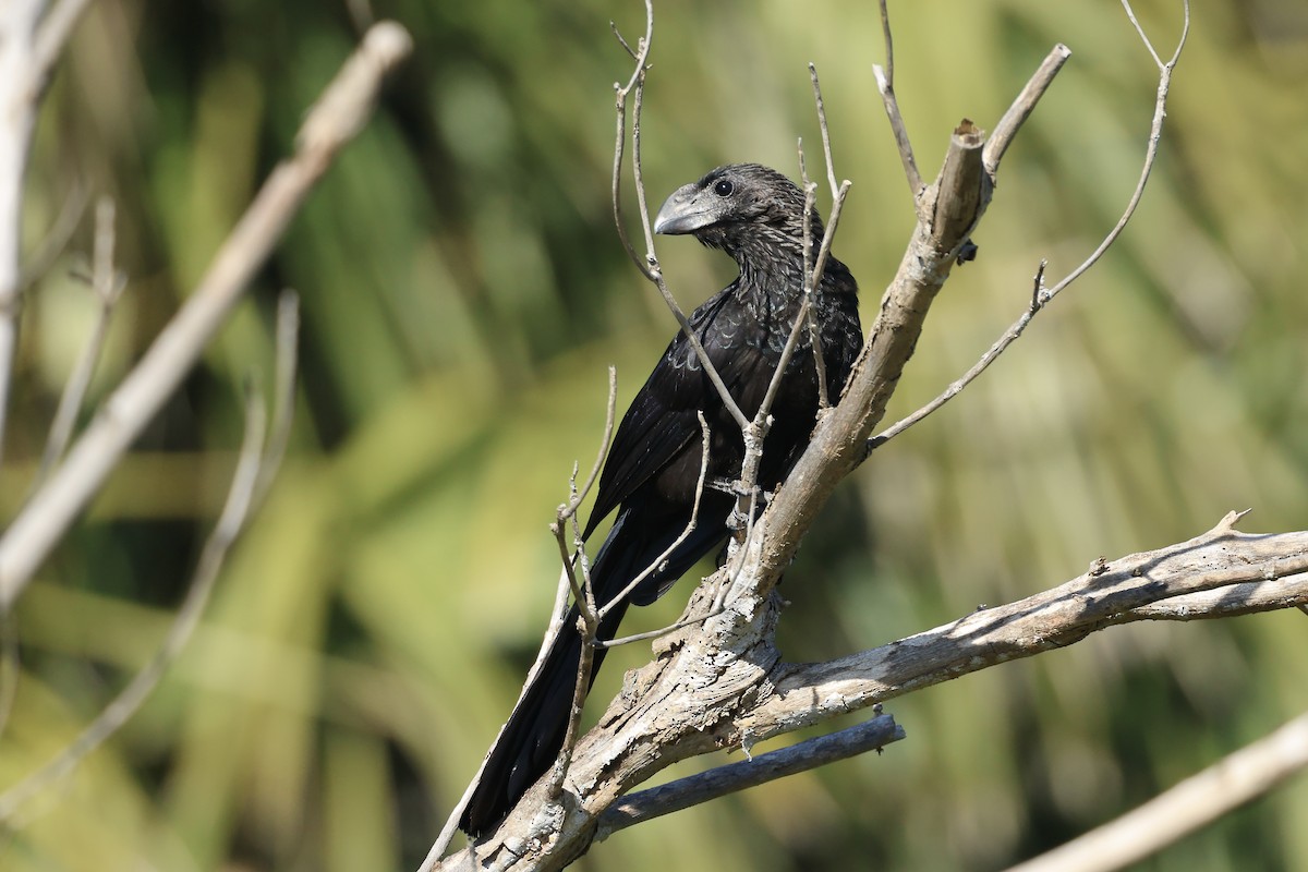 glattnebbani - ML647390172