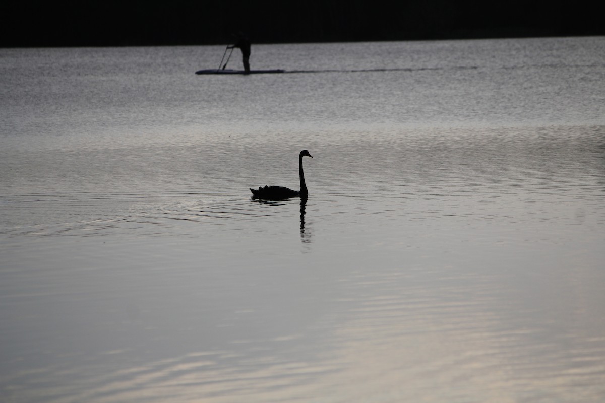 コクチョウ - ML647390173