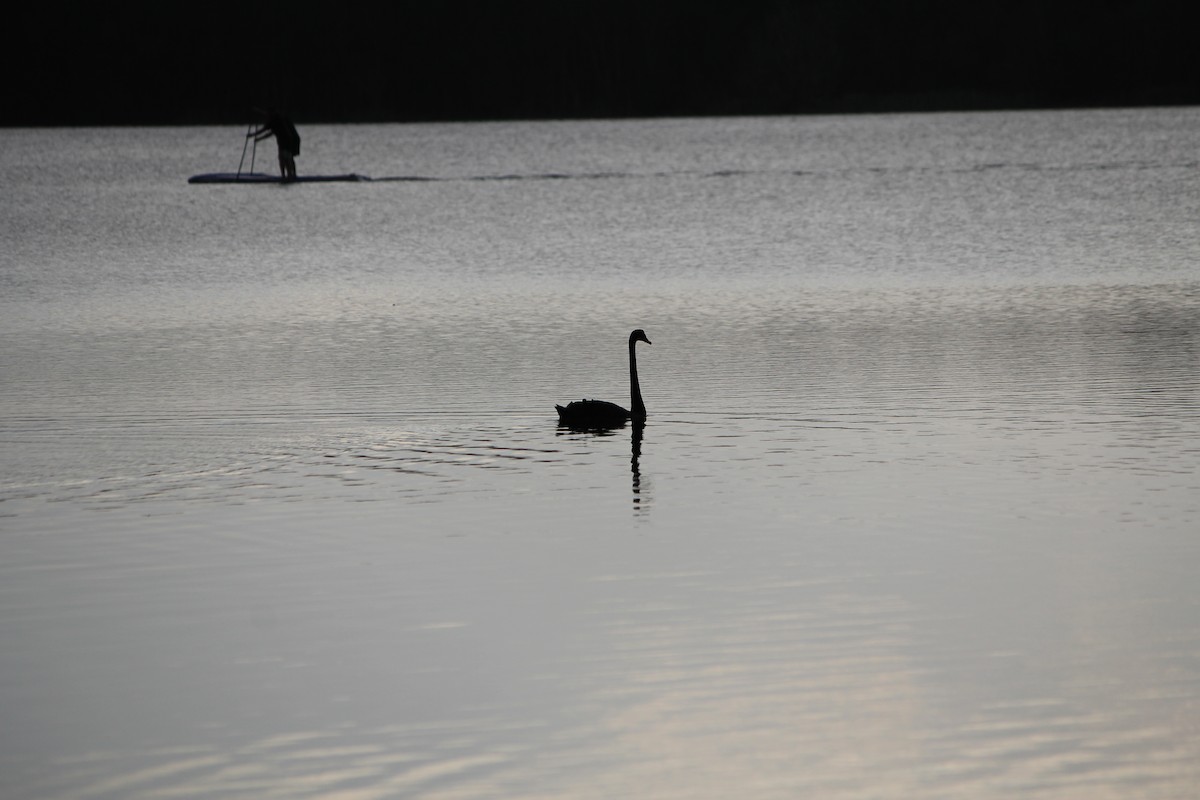 コクチョウ - ML647390174