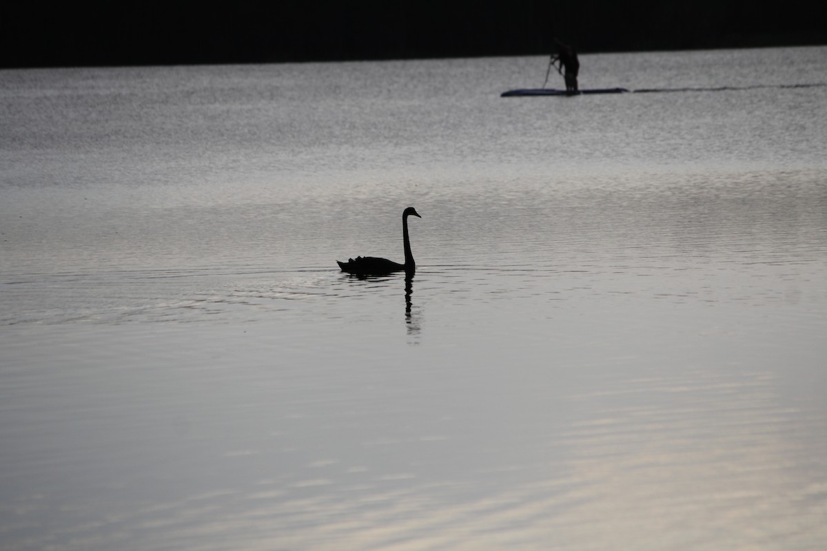 コクチョウ - ML647390175