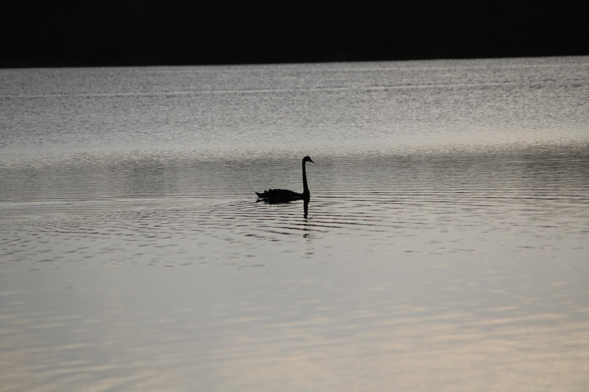 コクチョウ - ML647390178