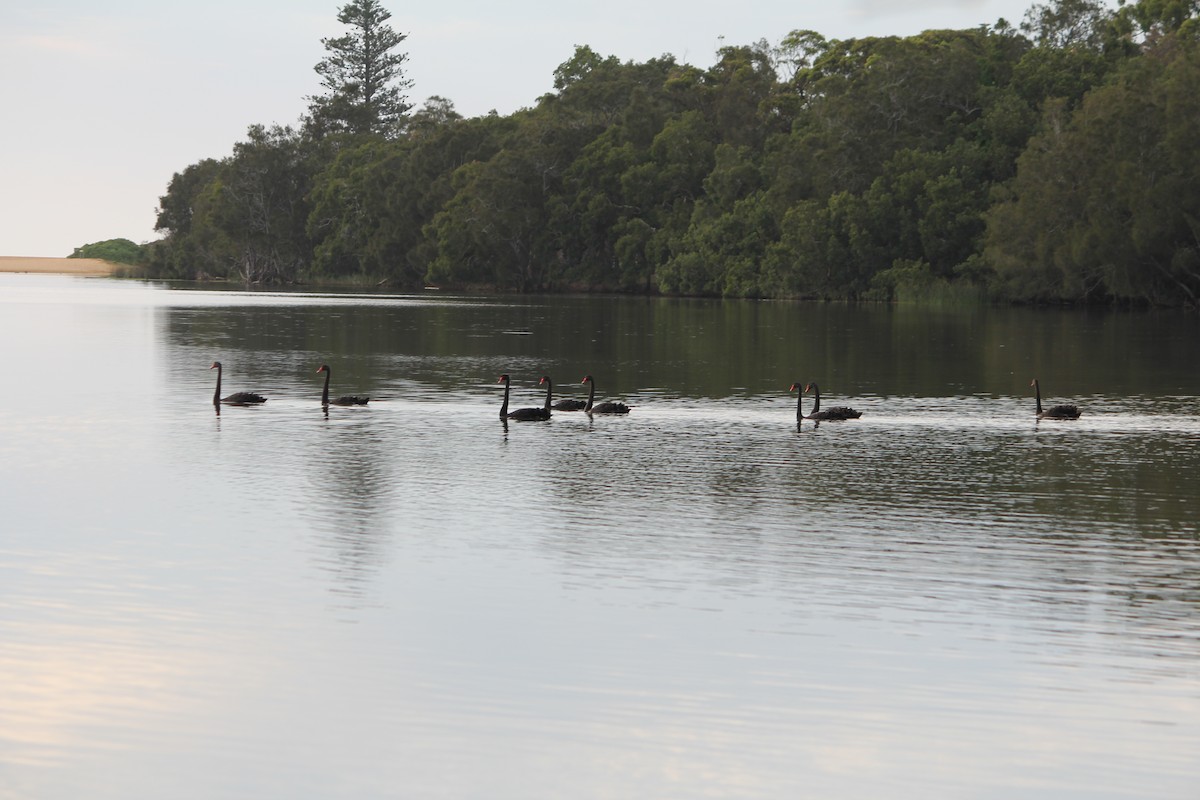 コクチョウ - ML647390179