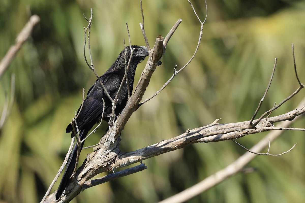 glattnebbani - ML647390181