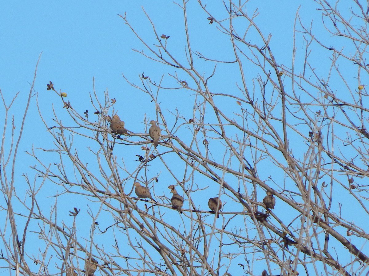 Uzun Kuyruklu Kumru - ML647390190