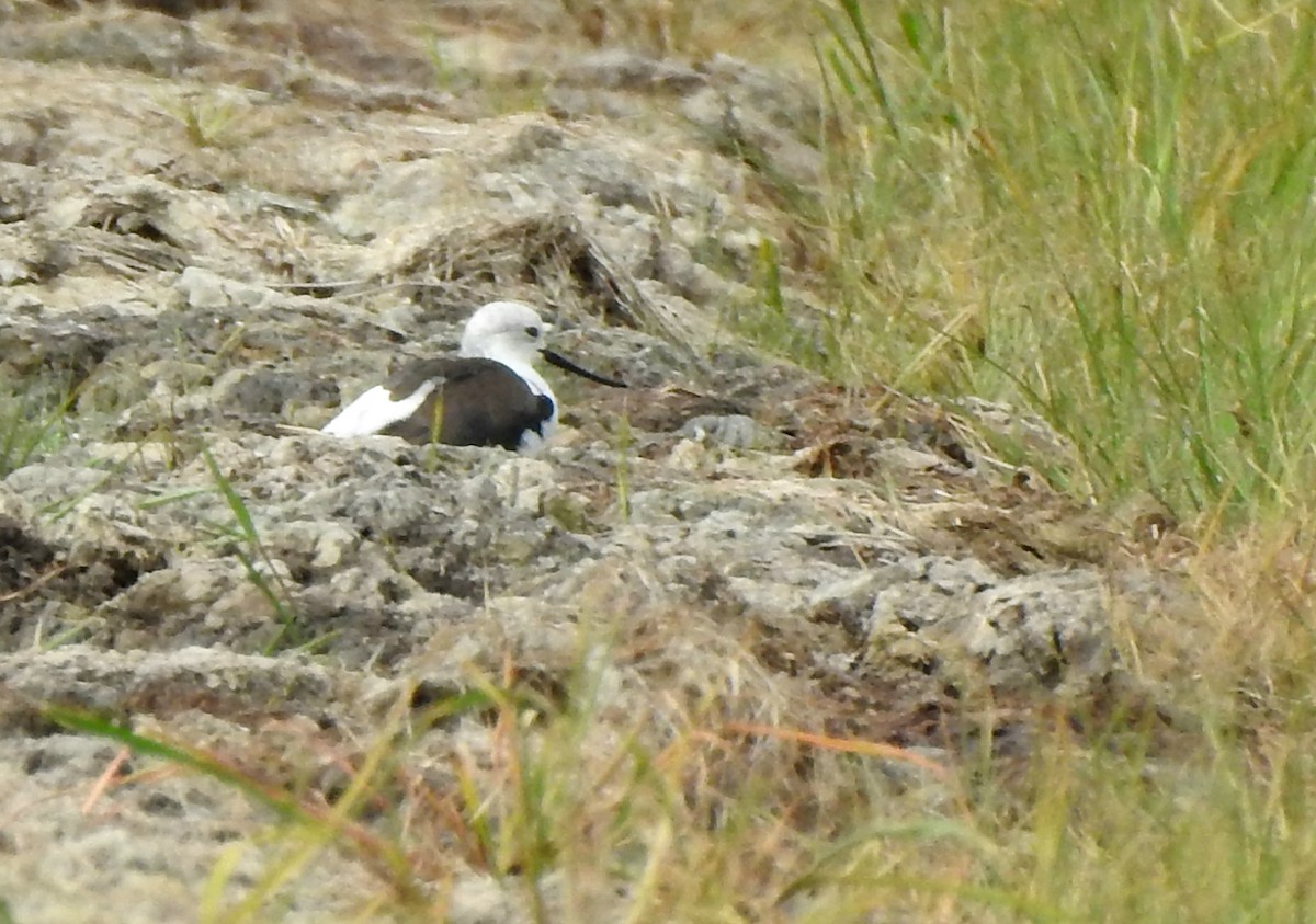 高蹺鴴 - ML647390198