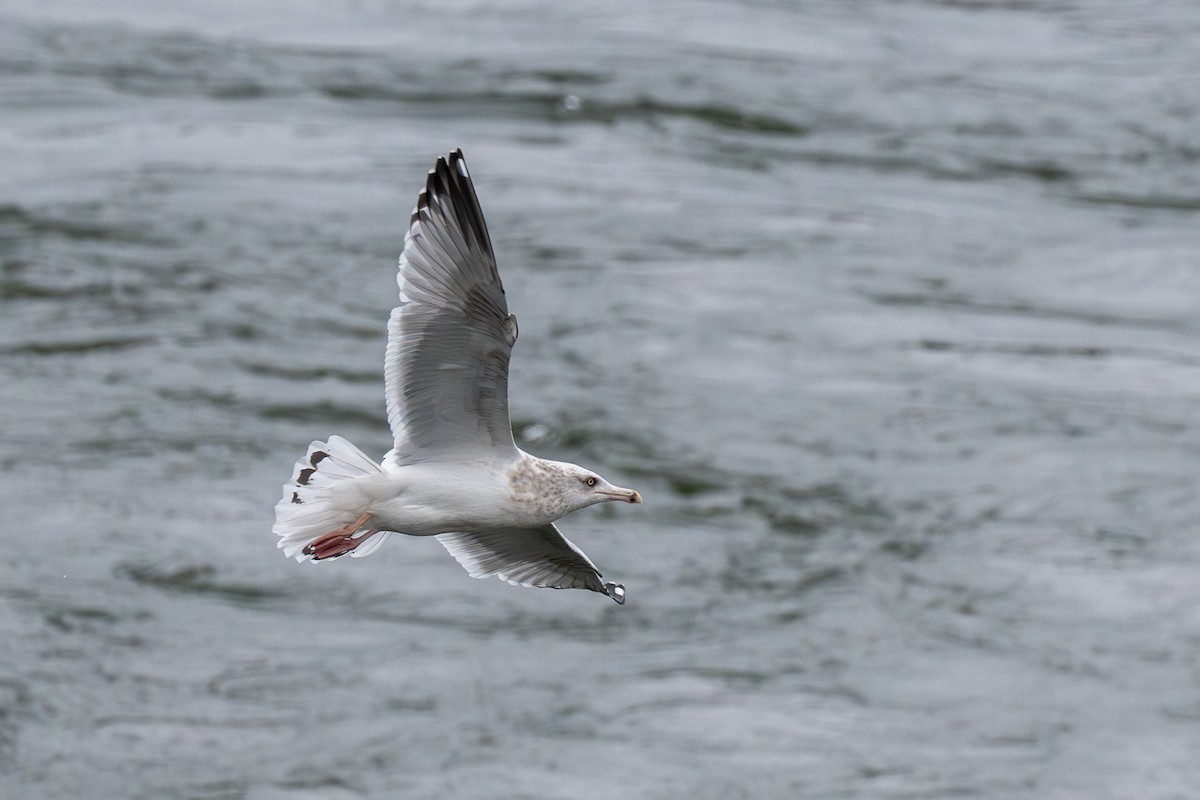 amerikagråmåke - ML647390200