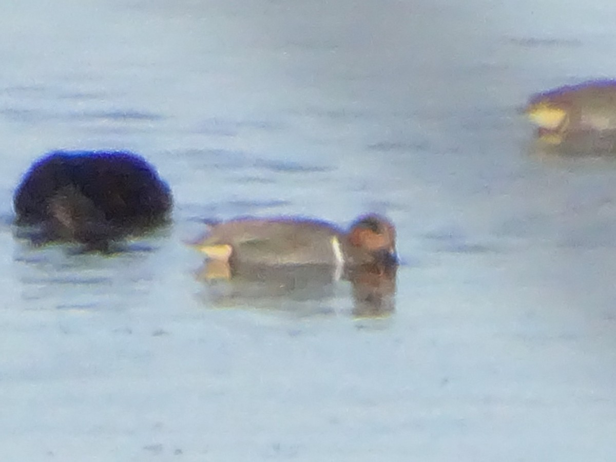 Green-winged Teal - ML647390201