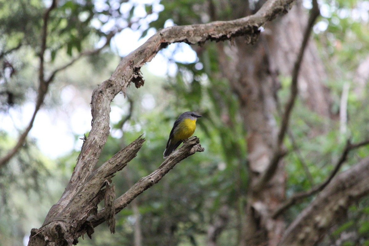 lejsčík žlutý - ML647390216