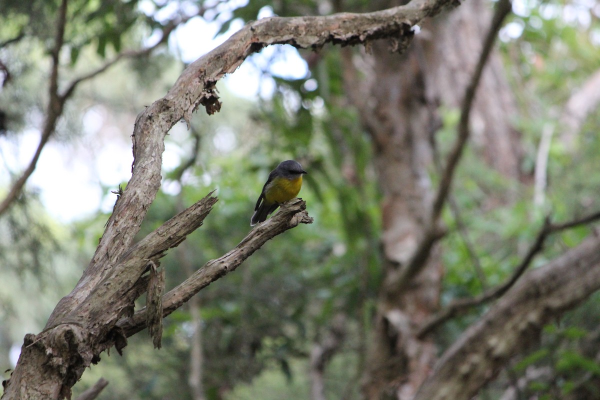 lejsčík žlutý - ML647390217