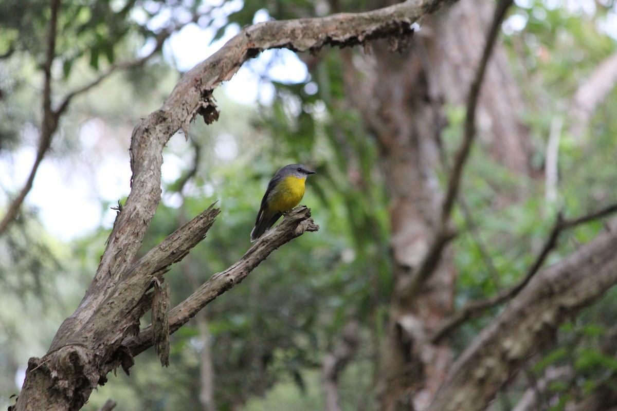 lejsčík žlutý - ML647390218