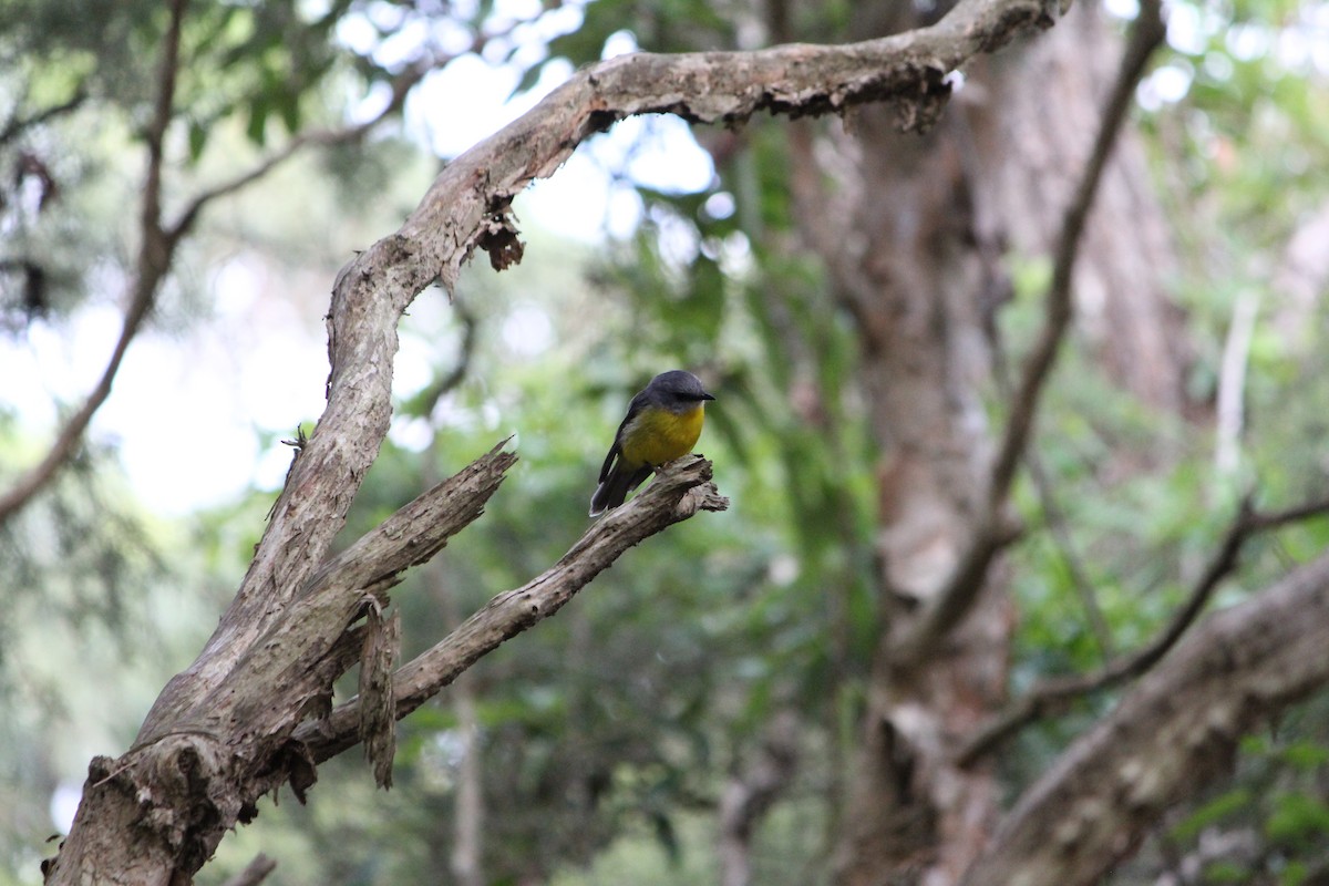 lejsčík žlutý - ML647390219