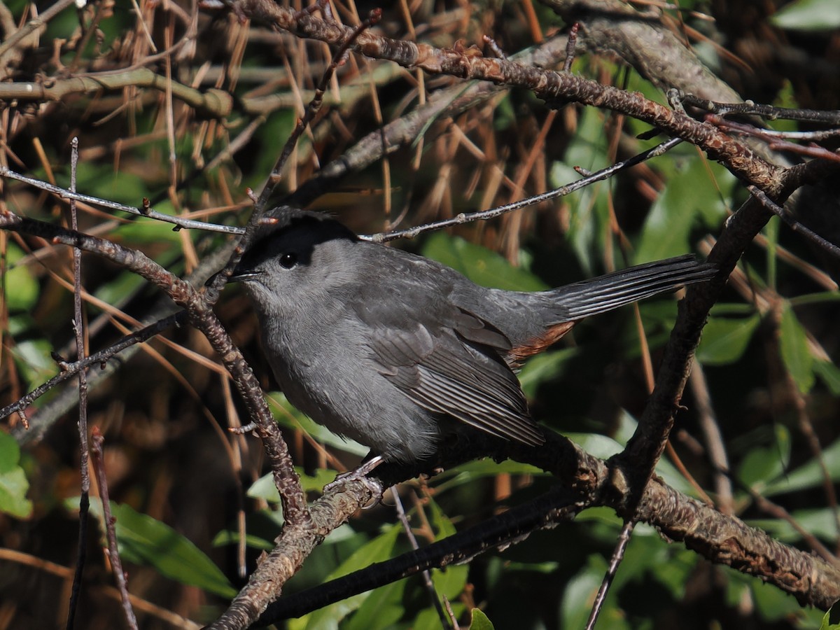 Пересмішник сірий - ML647390226
