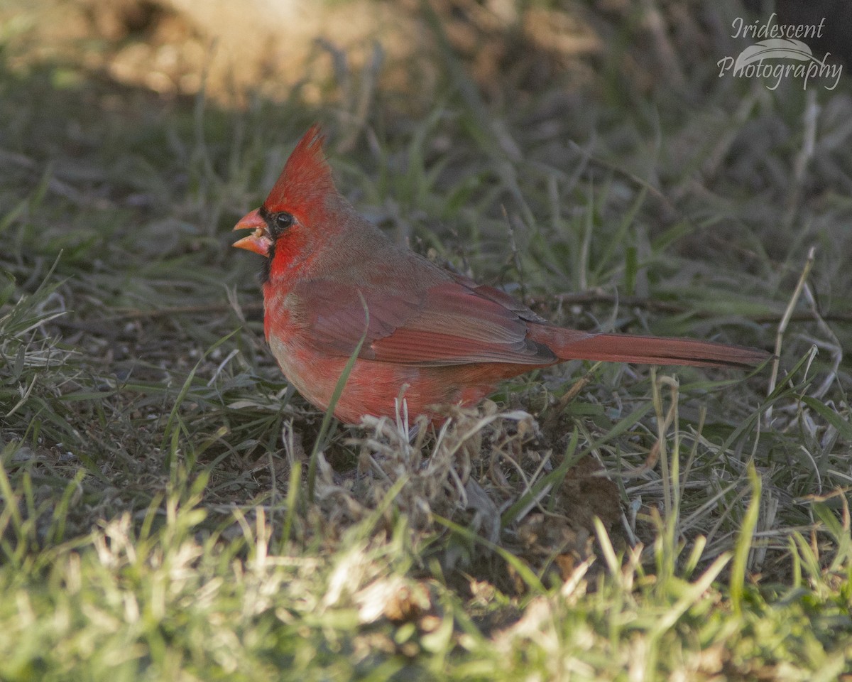 Northern Cardinal - ML647390227