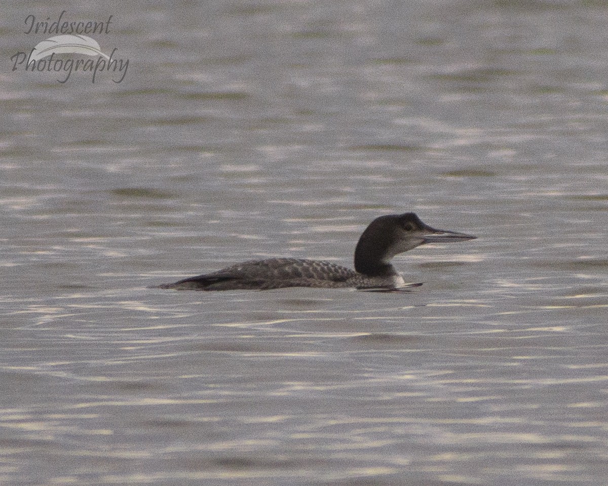 Common Loon - ML647390243