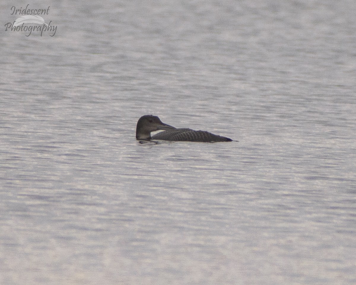 Common Loon - ML647390244